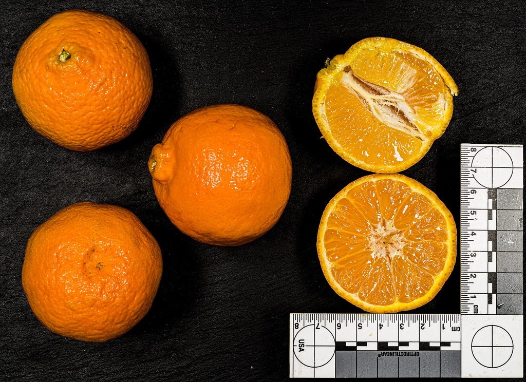 Citrus clementina, Clémentinier 'Clemenules' (C3)