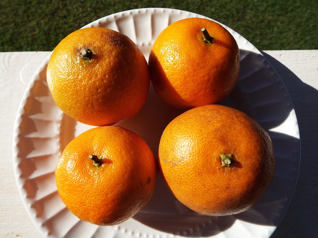 Citrus clementina, Clémentinier 'Tomatera'
