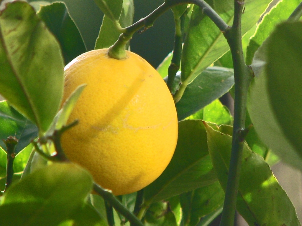 Citrus × meyeri, Citronnier 'Meyer' (citron doux) (C5)