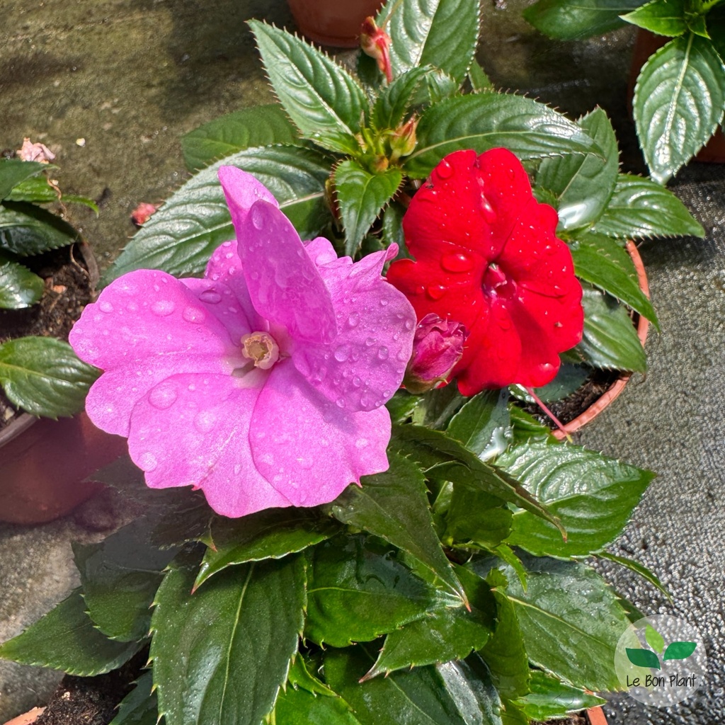 Impatiens x, SunPatiens®