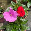 Impatiens x, SunPatiens®