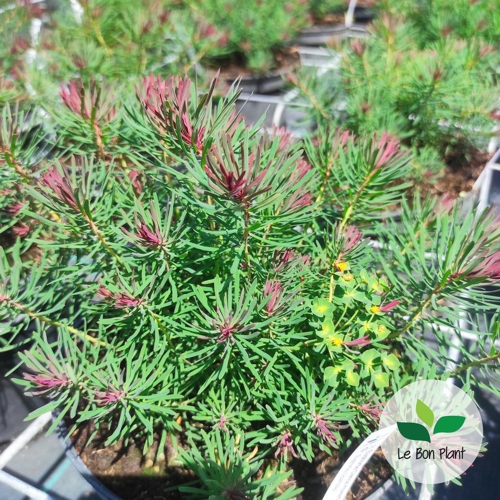 Euphorbia cyparissias, Euphorbe petit-cyprès 'Clarice Howard'