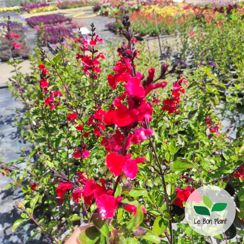 Salvia microphylla, Sauge arbustive 'Royal Bumble'