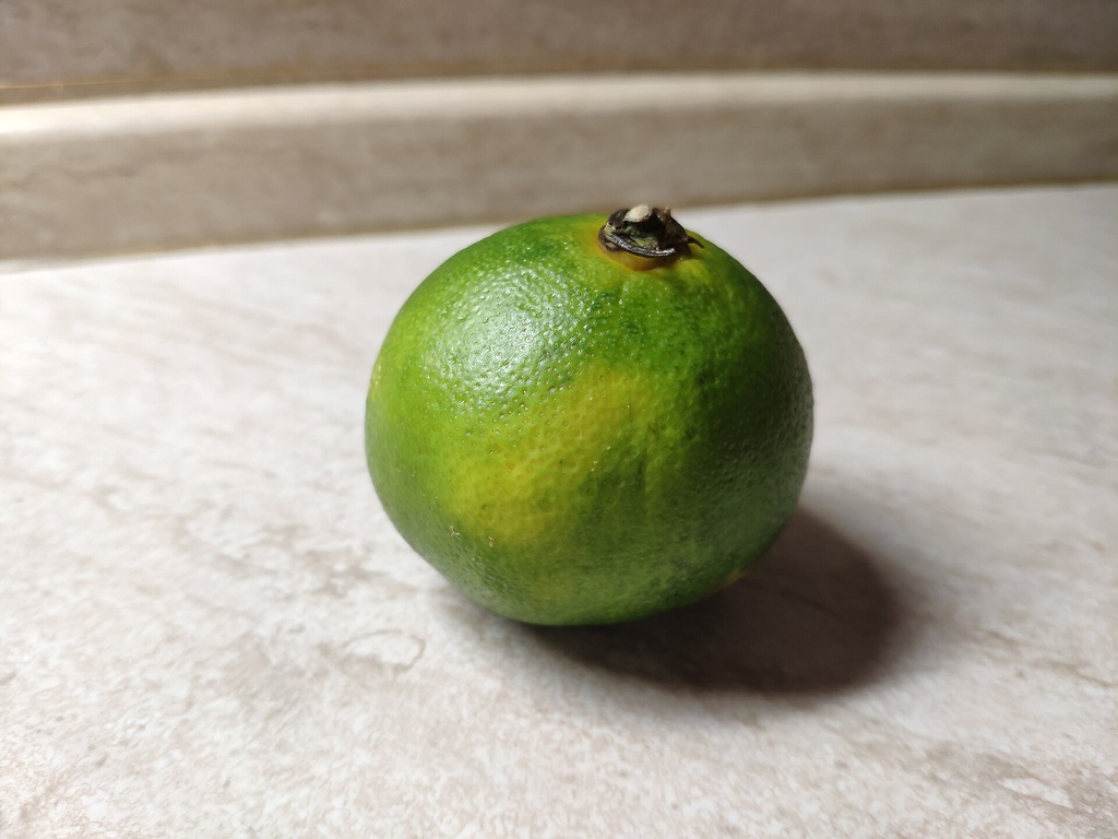 Citrus unshiu, Satsuma 'Miyagawa'