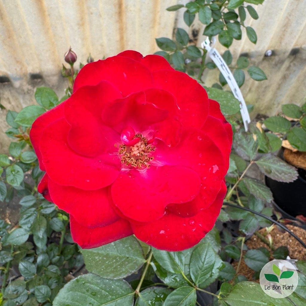 Rosa, Rosier 'Europeana'