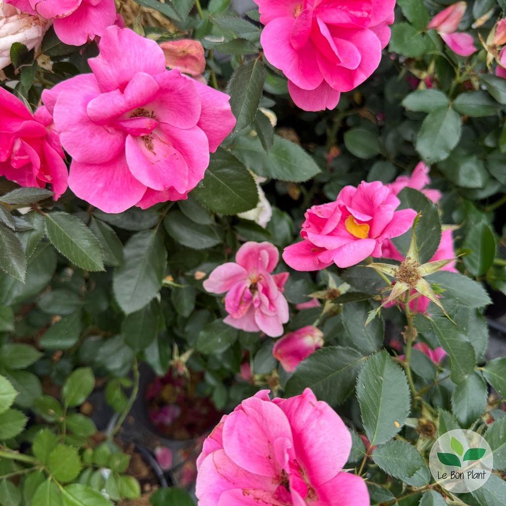 Rosa, Rosier 'Chabadabada'