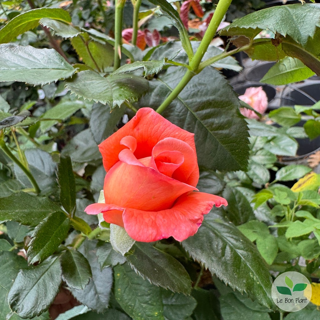 Rosa, Rosier 'Parfum de Loire'