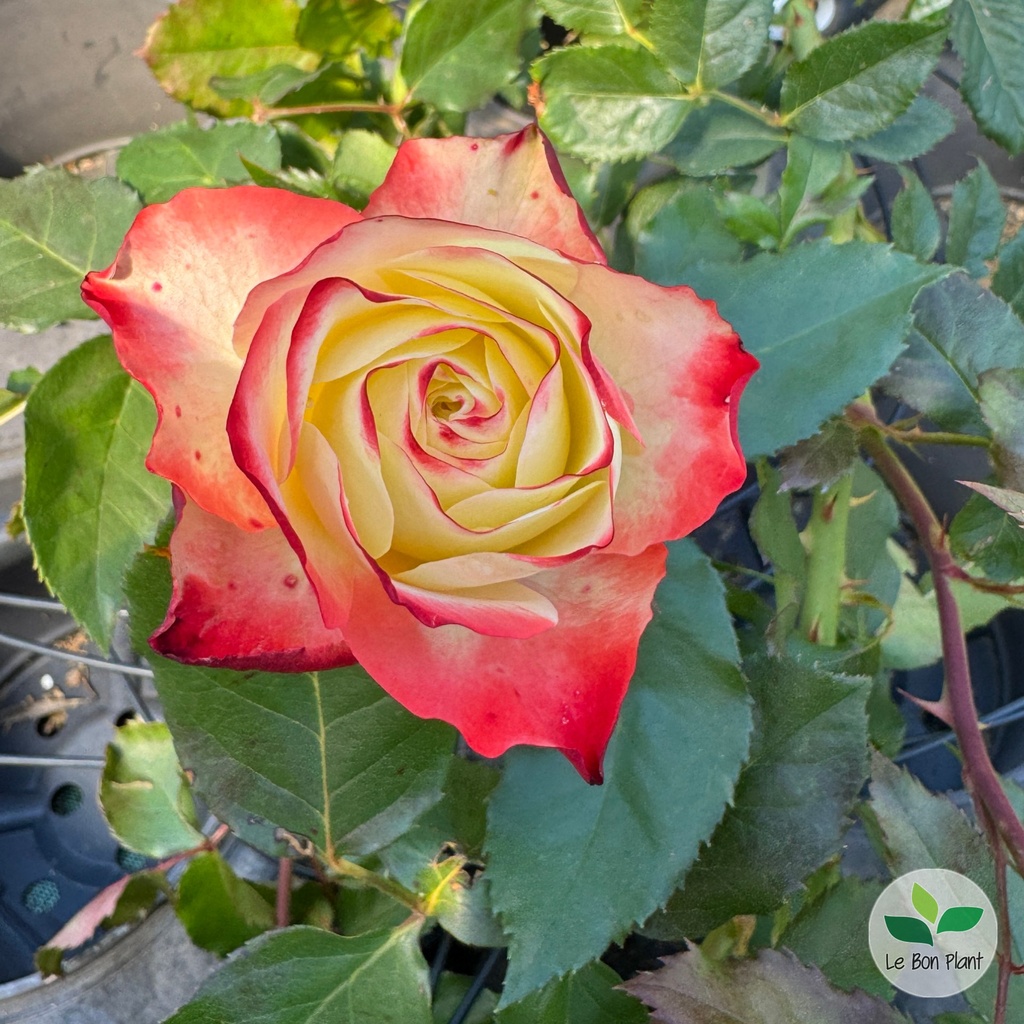 Rosa, Rosier 'Origami'