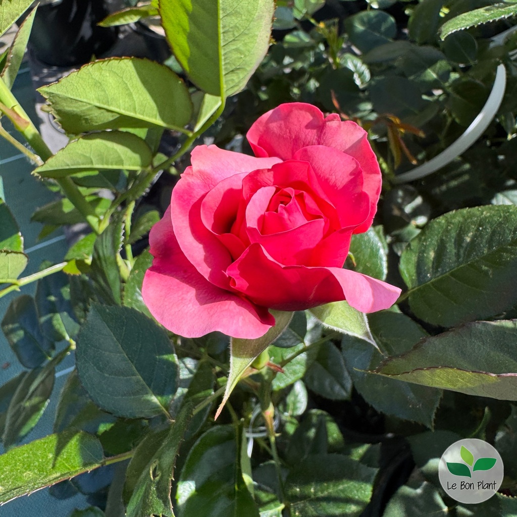 Rosa, Rosier 'Purple Voluptia'