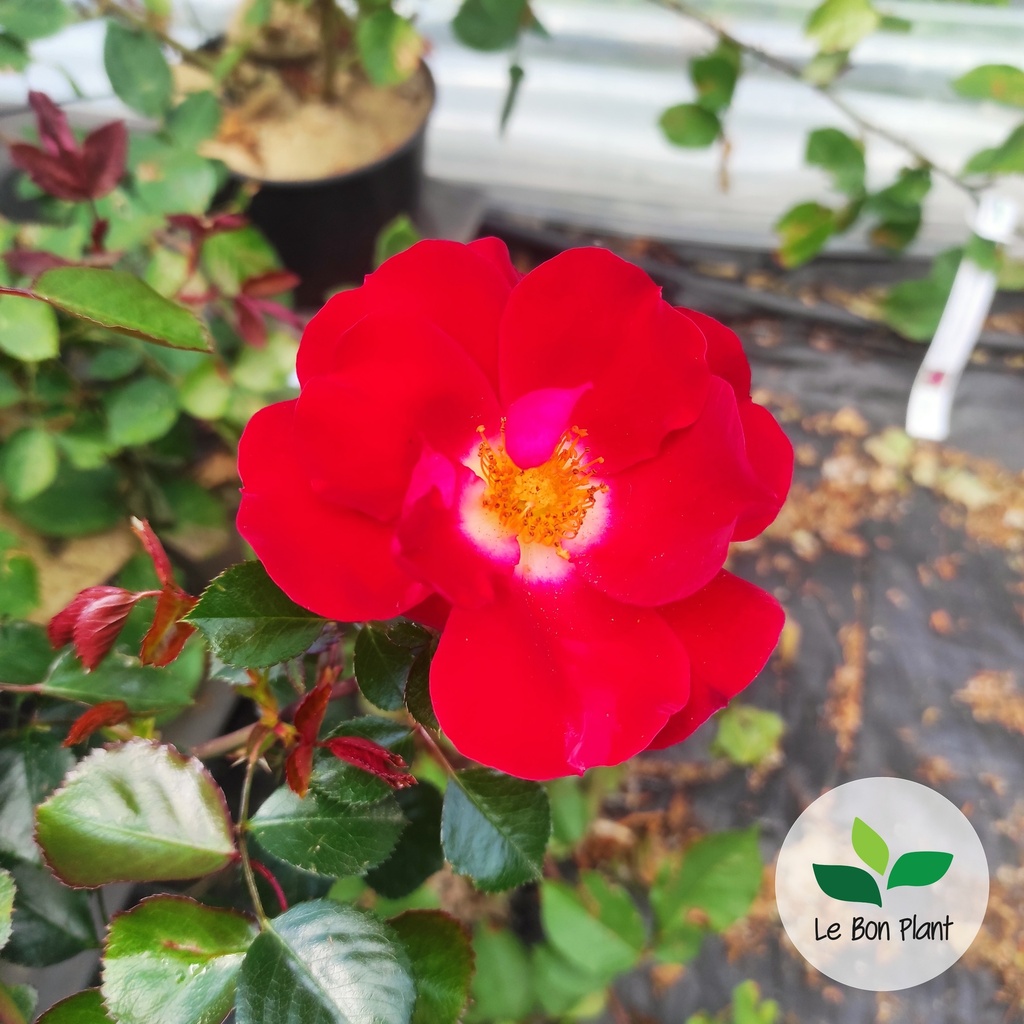 Rosa, Rosier 'New Vesuvia'