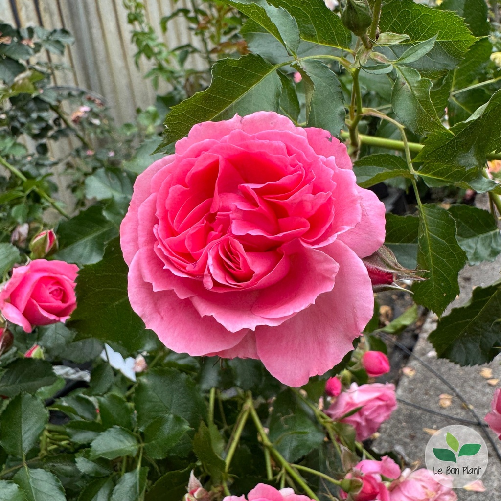 Rosa, Rosier 'Moin Moin'