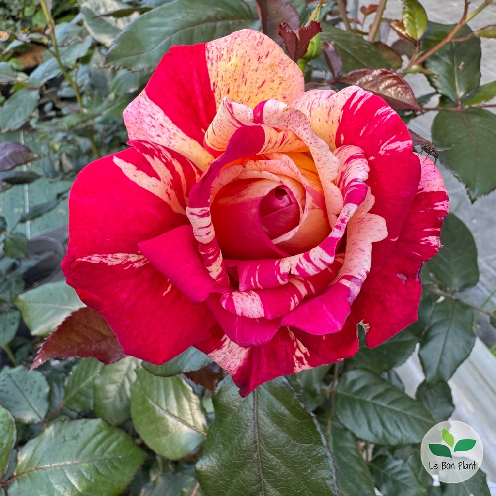 Rosa, Rosier 'Brocéliande'