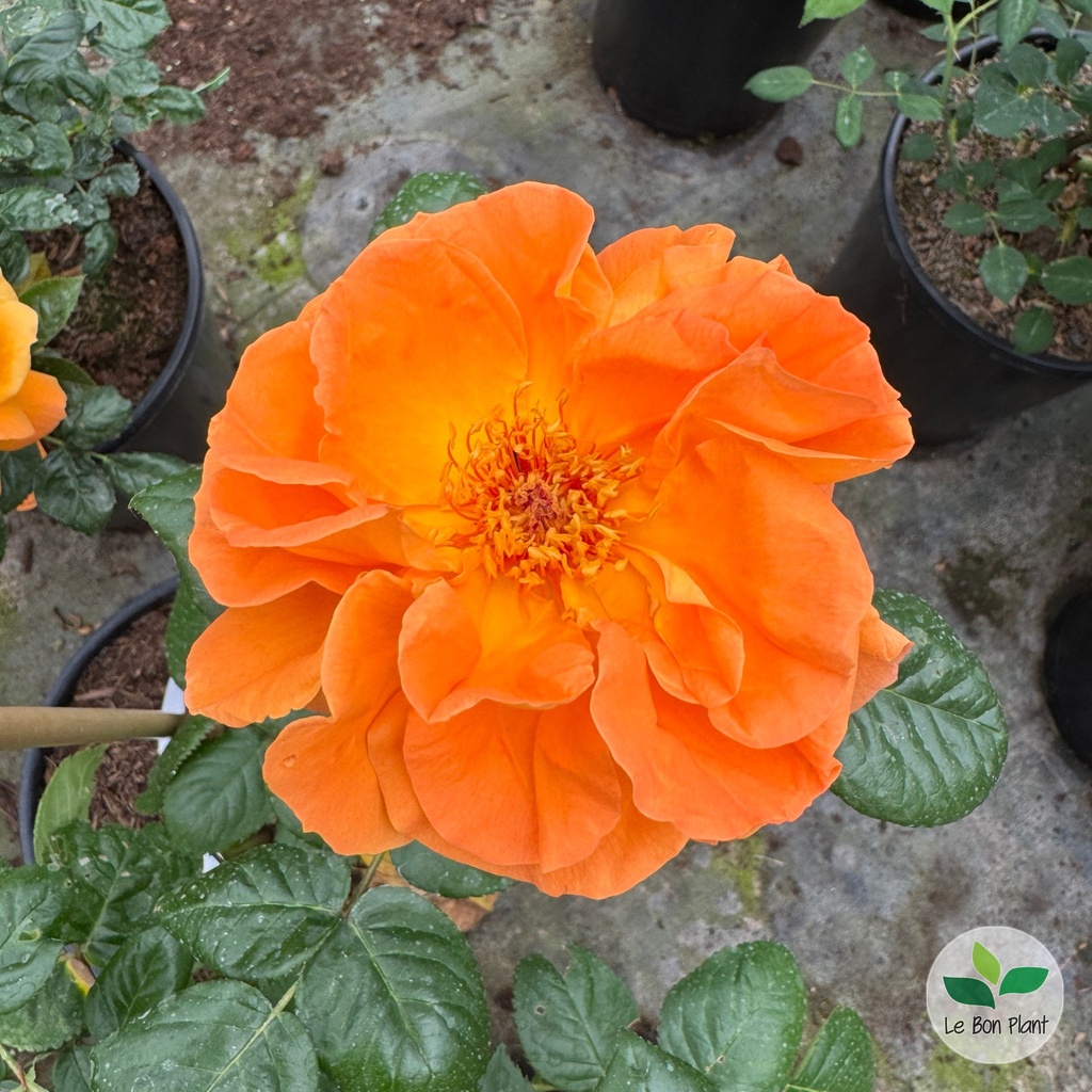 Rosa, Rosier 'Louis de Funès'
