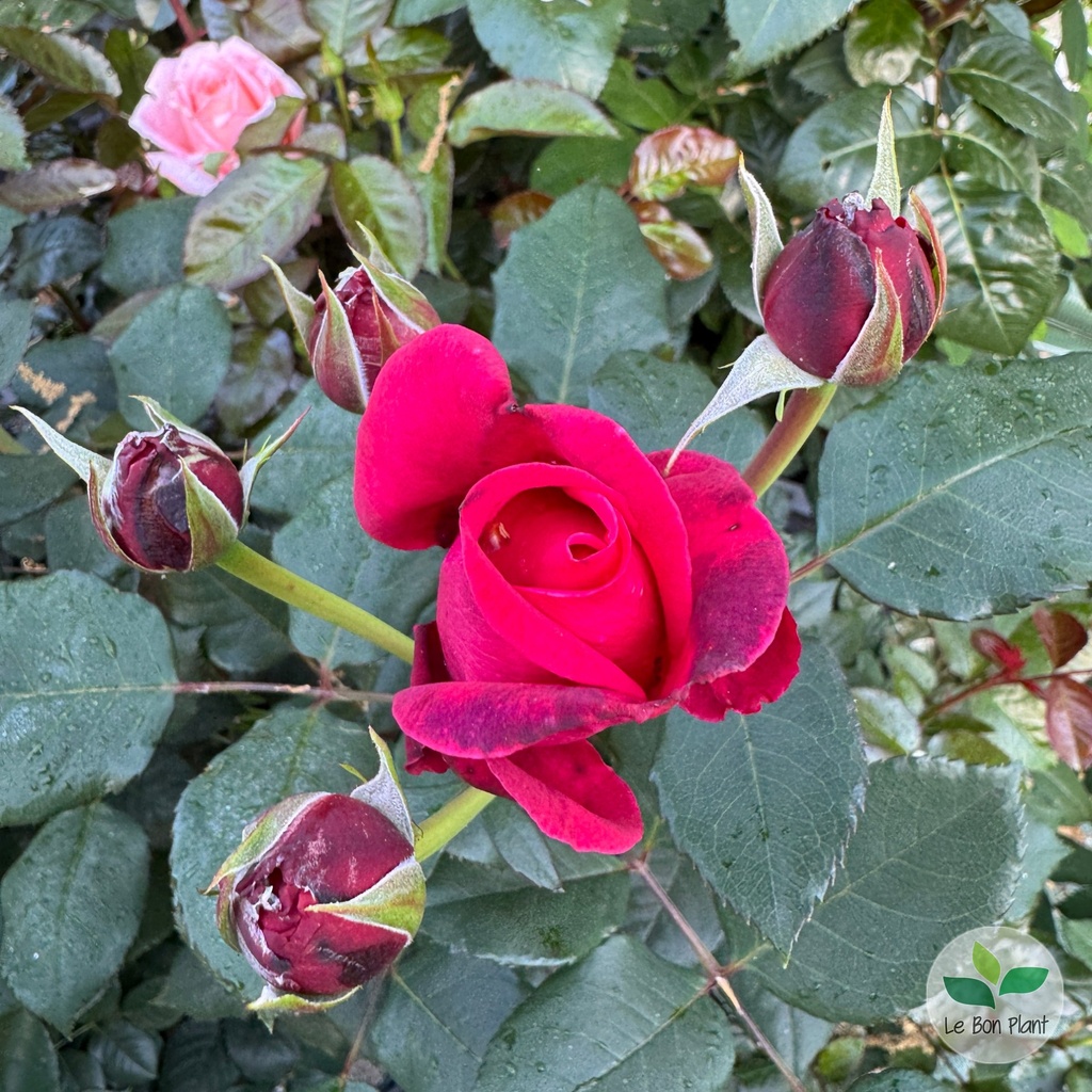 Rosa, Rosier 'Crazy Pink Voluptia'