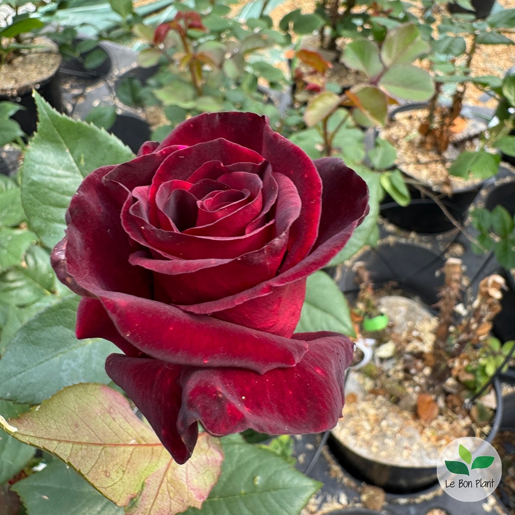 Rosa, Rosier 'Black Baccara'