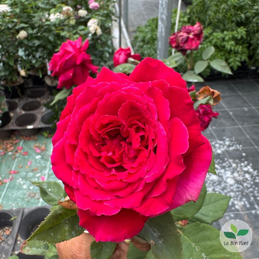 Rosa, Rosier 'Botero'
