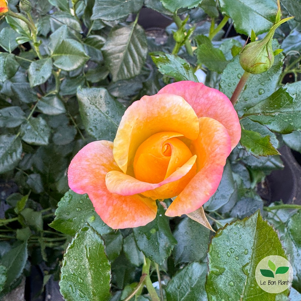 Rosa, Rosier 'Rose der Hoffnung'