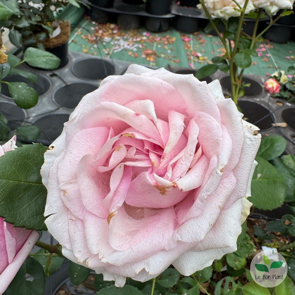 Rosa, Rosier 'Savannah'