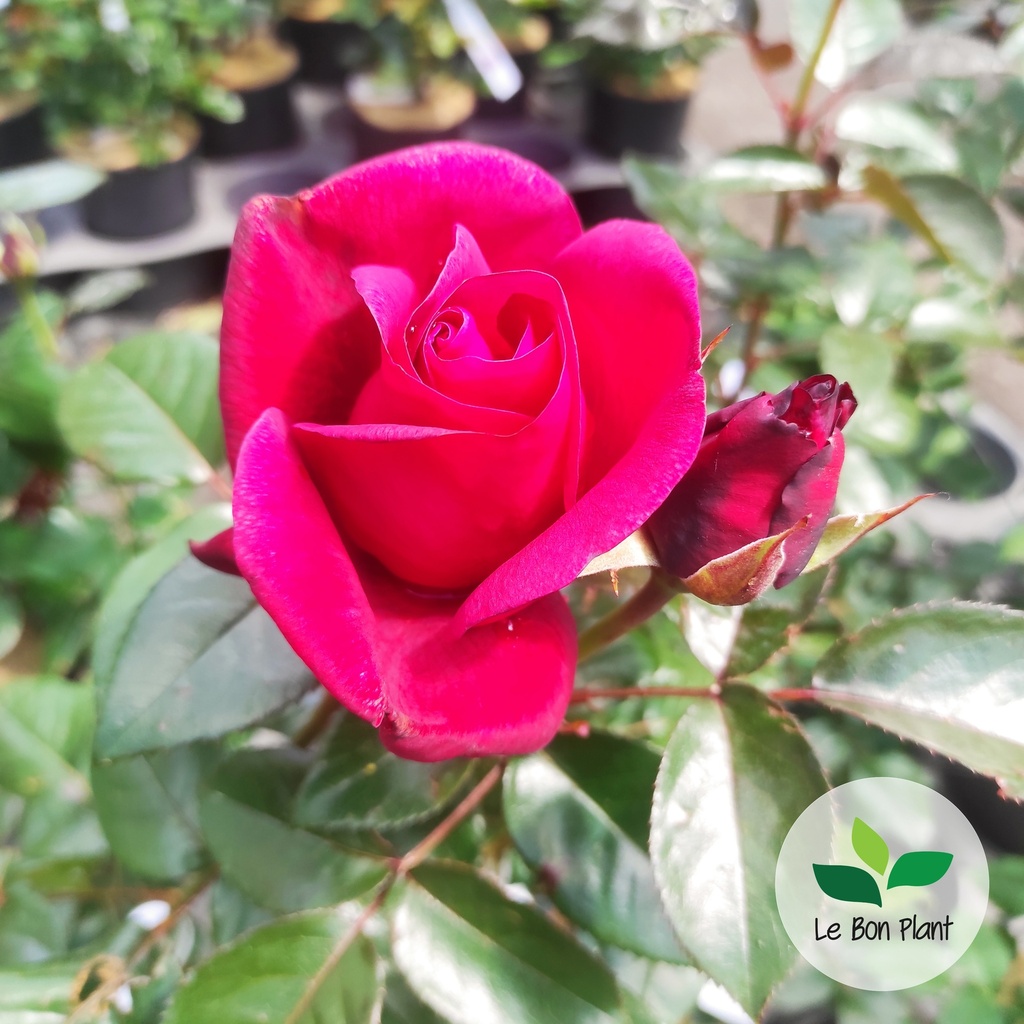 Rosa, Rosier 'Le grand Huit'