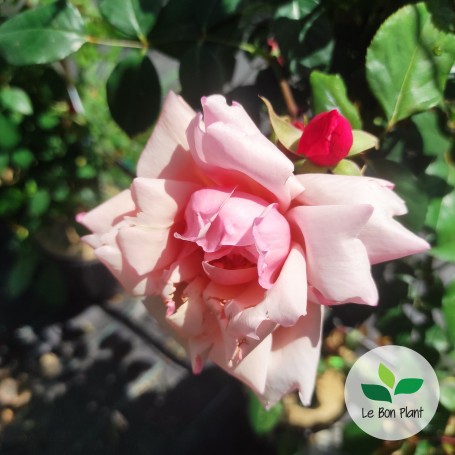 Rosa, Rosier grimpant 'Albertine'