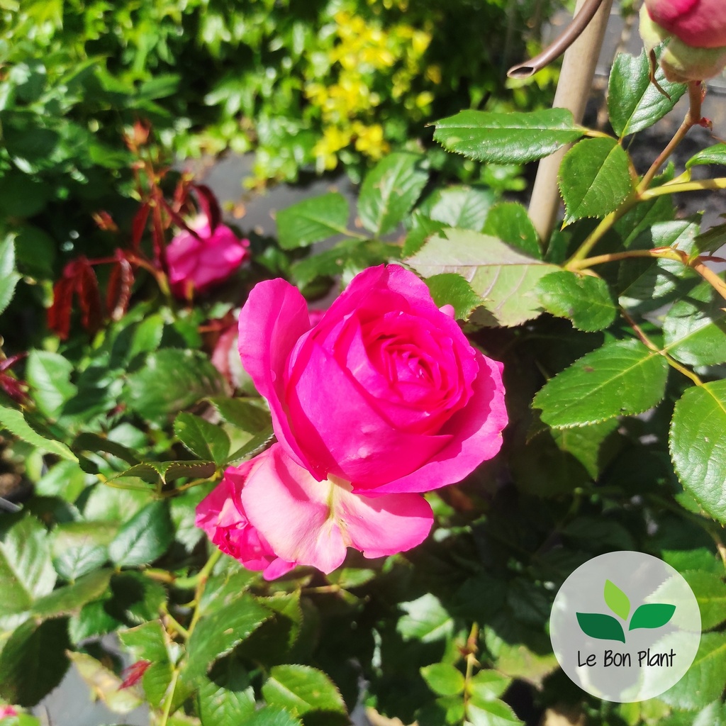 Rosa, Rosier grimpant 'Pierre de Ronsard'