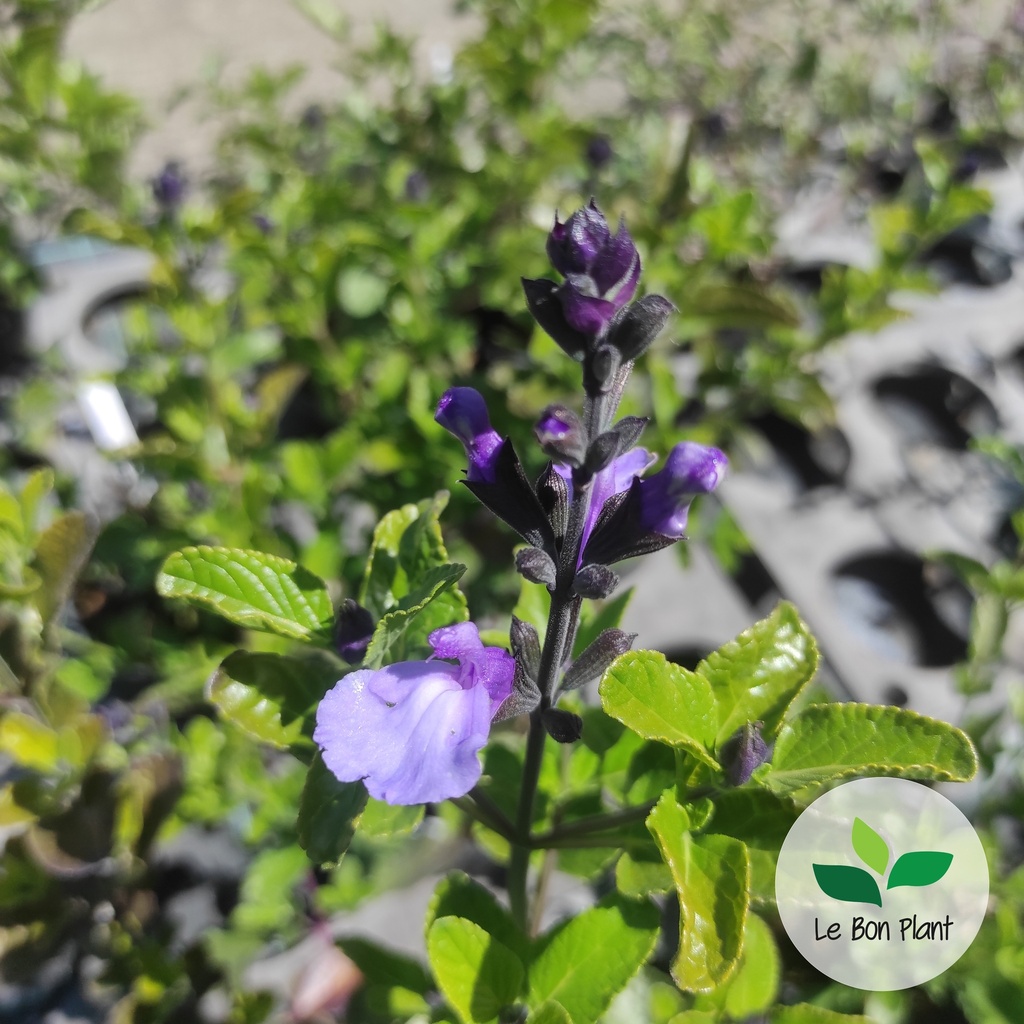Salvia microphylla, Sauge arbustive 'So Cool Pale Blue'