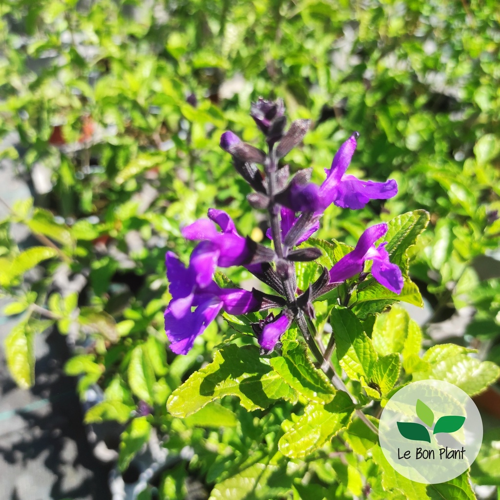 Salvia microphylla, Sauge arbustive 'So Cool Purple'
