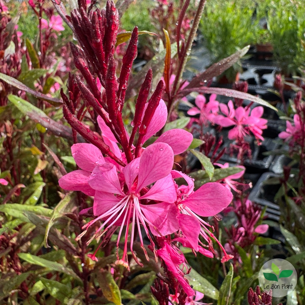 Gaura lindheimeri, Gaura 'Steffi dark rose'