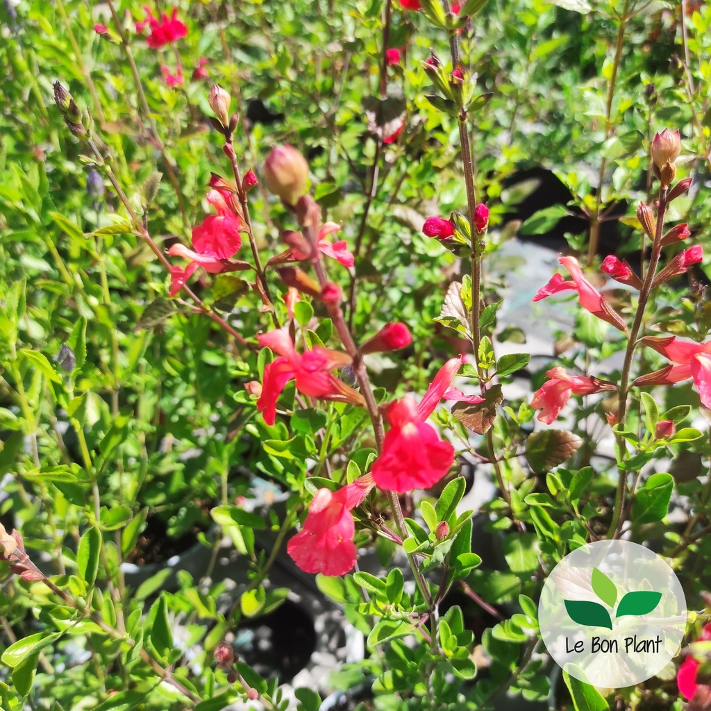Salvia greggii, Sauge arbustive 'Saumon'