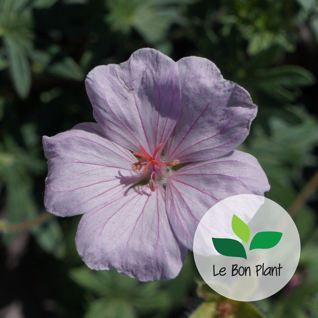 Geranium sanguineum, Géranium 'Pink Summer'