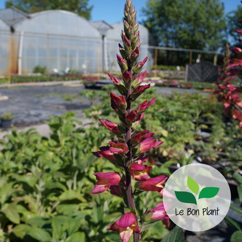 Digitalis x, Digiplexis 'Rising Phoenix'