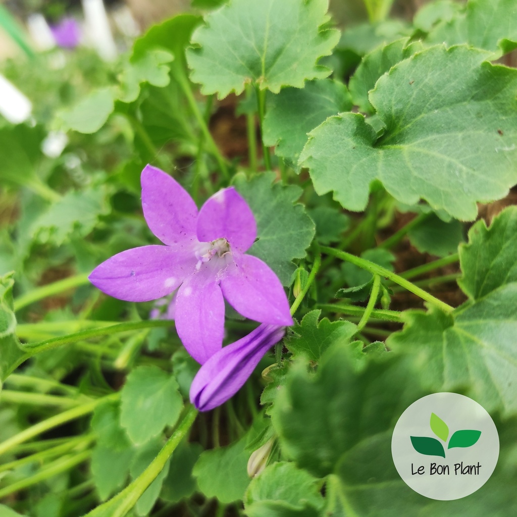 Campanula x, Campanule naine de rocaille 'Birch Hybrid'