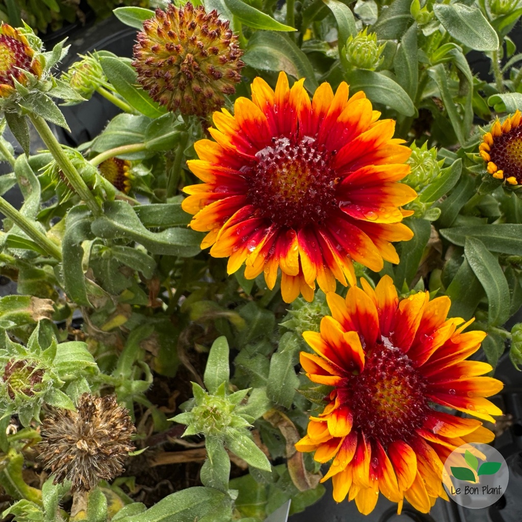 Gaillardia aristata, Gaillarde vivace 'Arizona Sun'