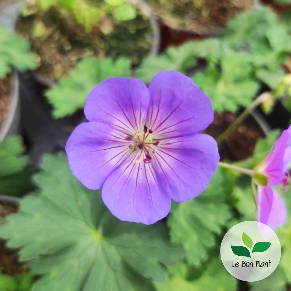 Geranium , Géranium vivace hybride 'Rozanne'