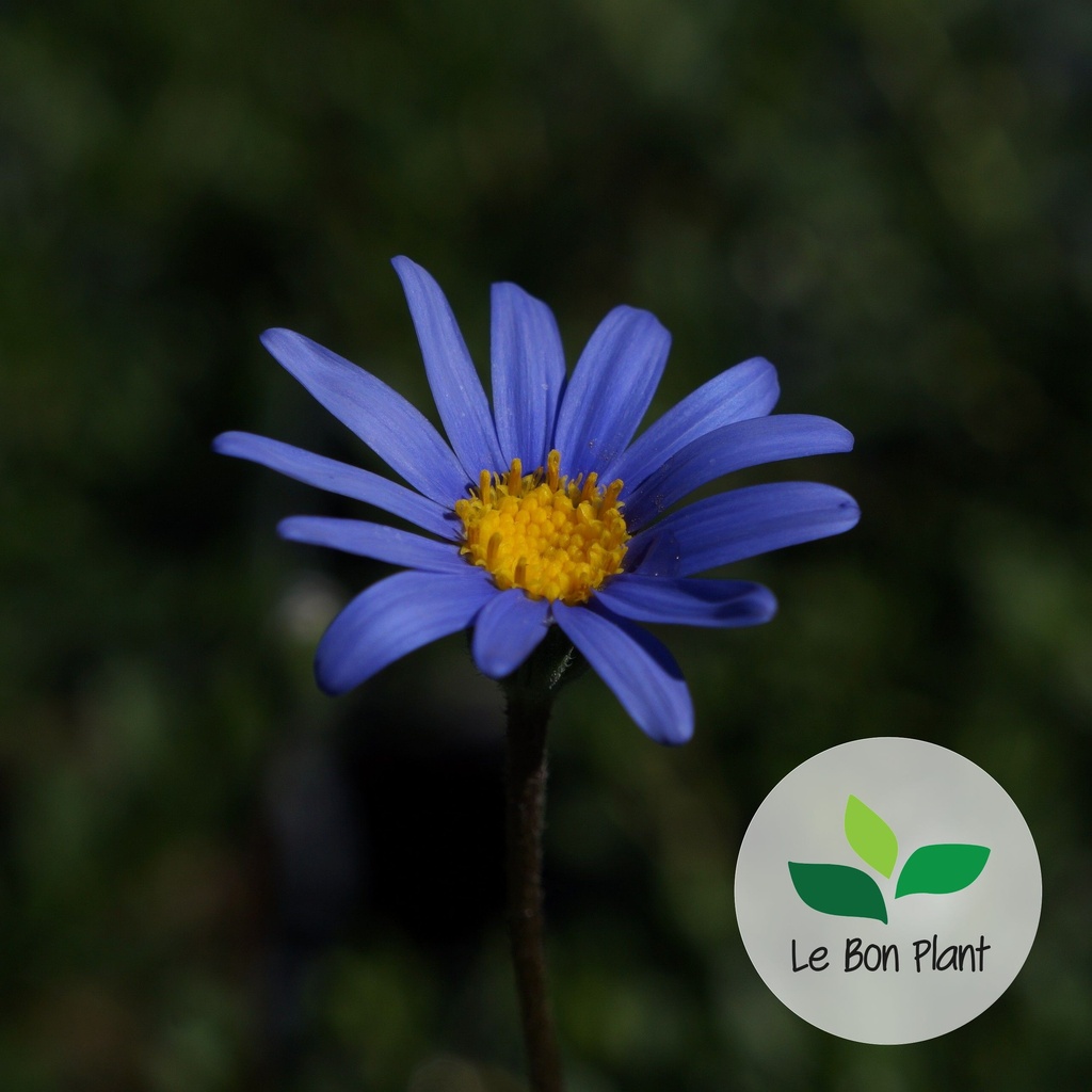 Felicia amelloides, Aster du Cap