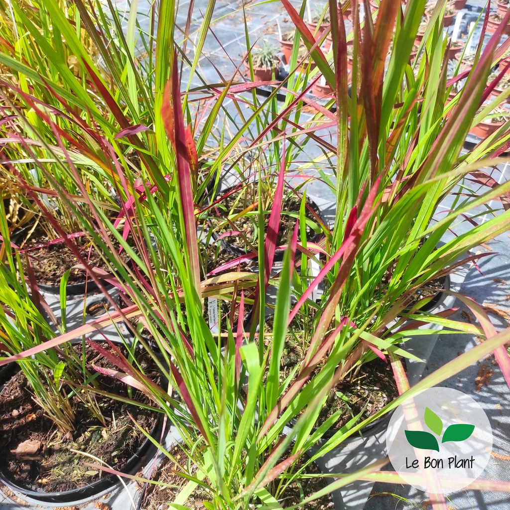Imperata cylindrica, Paillote 'Red Baron'