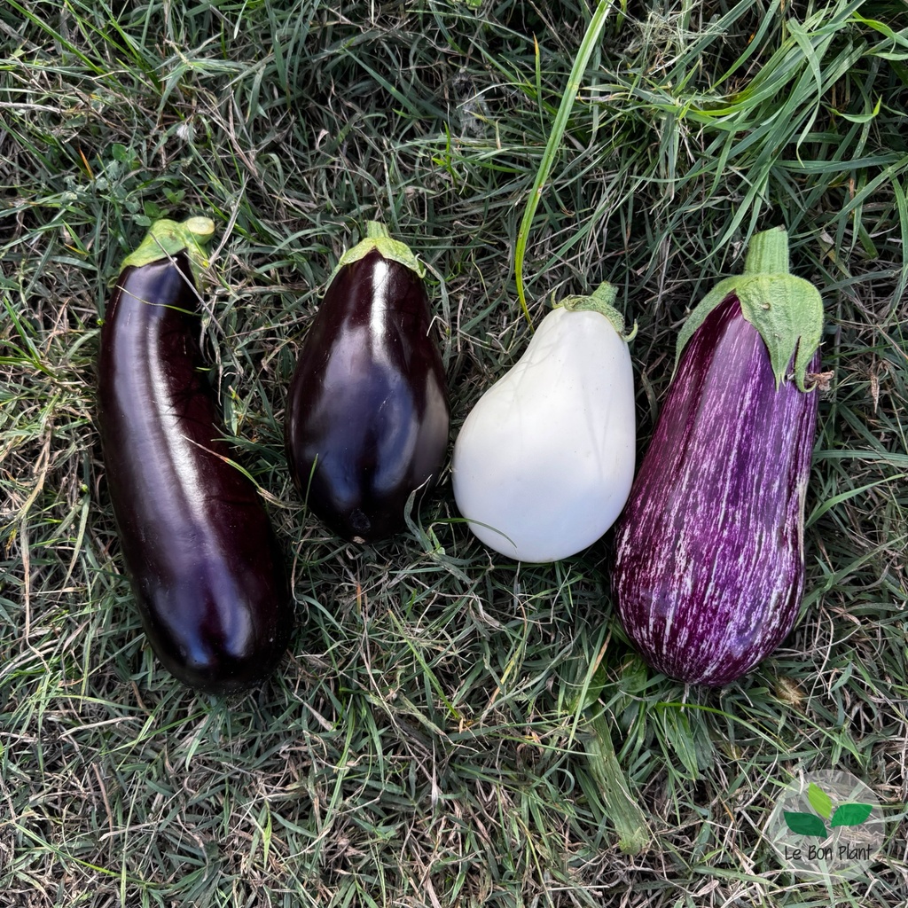 Aubergine AB (F/L)