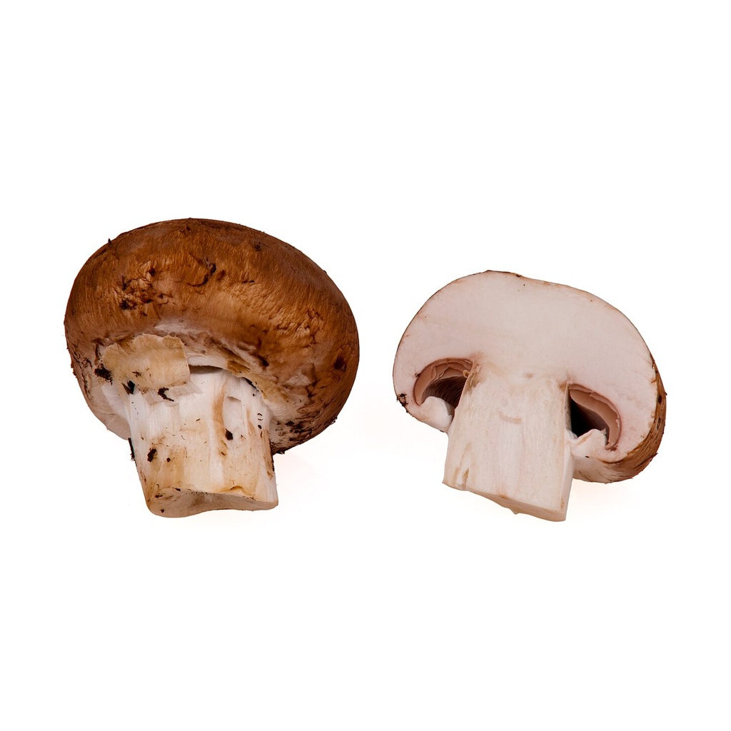 Champignon de paris AB (F/L)