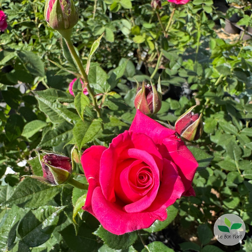 Rosa, Rosier 'Catherine de Médicis'