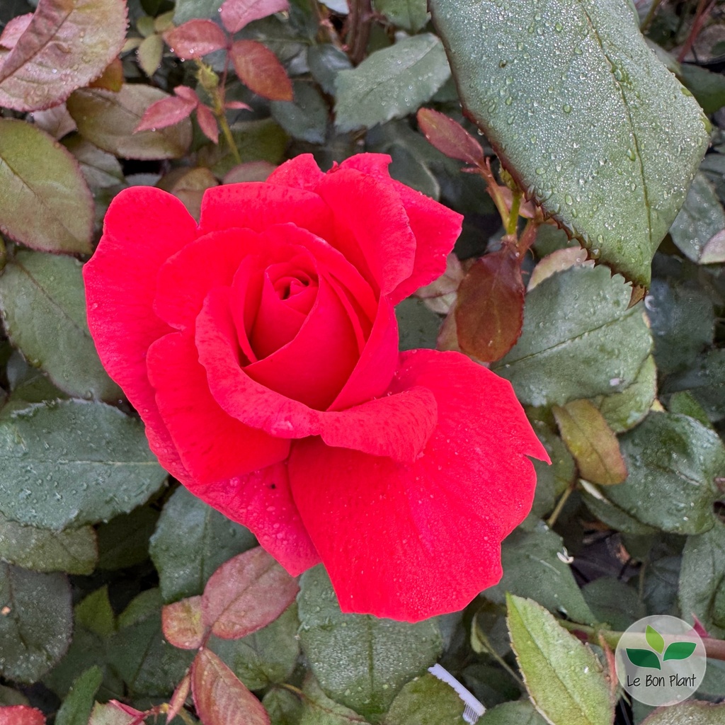 Rosa, Rosier 'Nuage Parfumé'