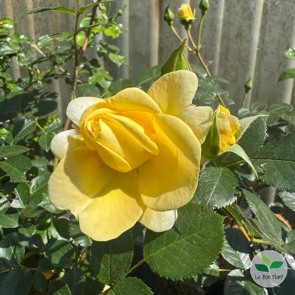 Rosa, Rosier 'Soleya'