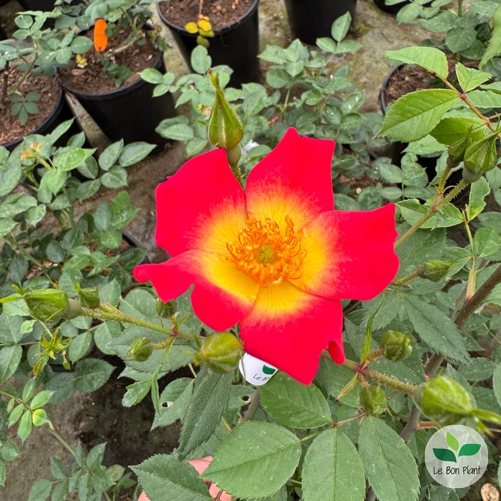 Rosa, Rosier grimpant 'Cocktail'
