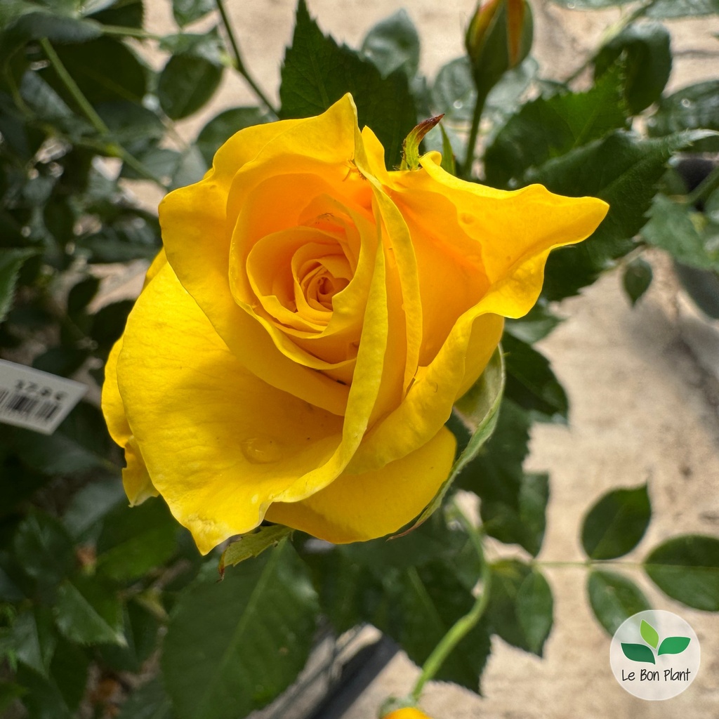 Rosa, Rosier 'Friesia'