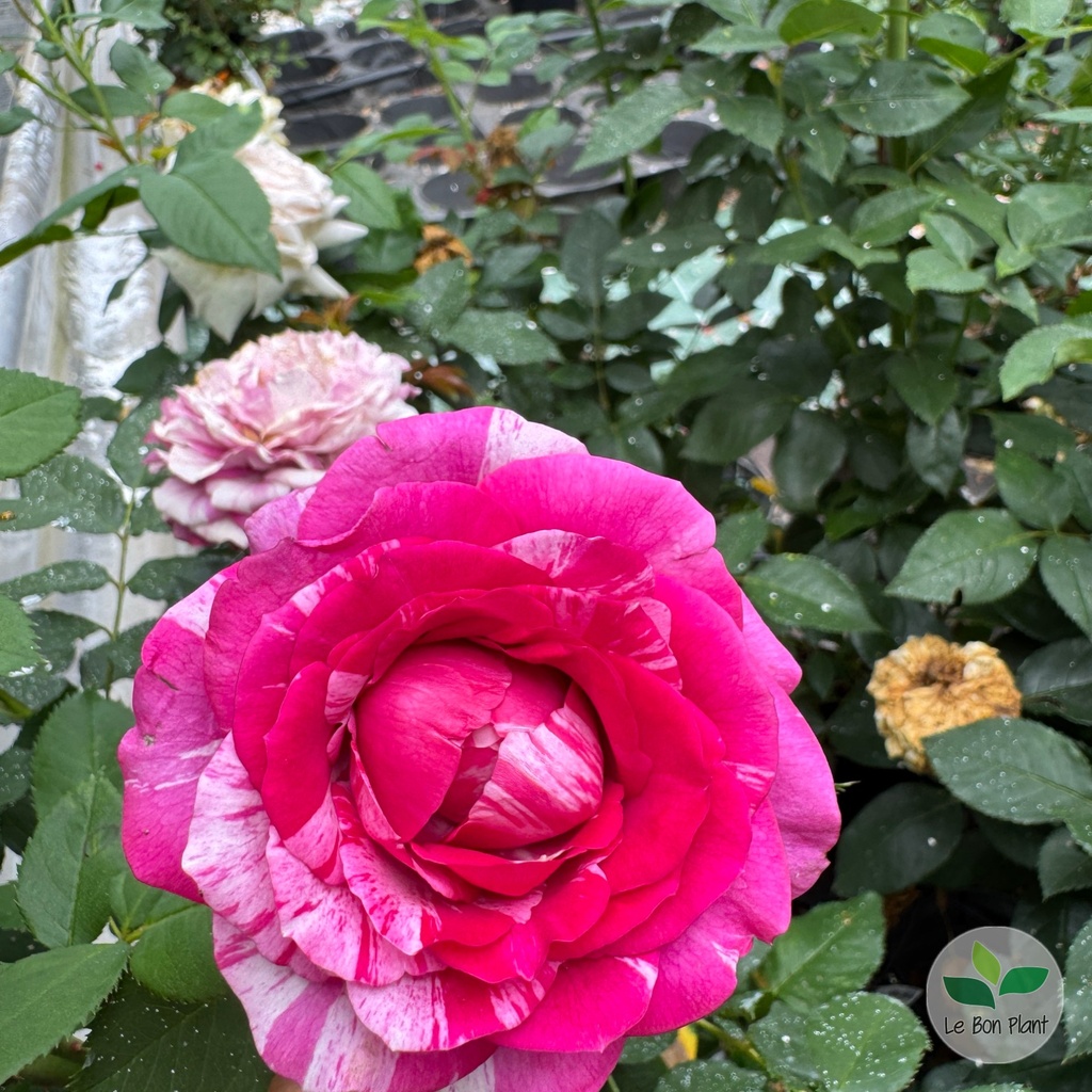 Rosa, Rosier 'Fizzy Lady'