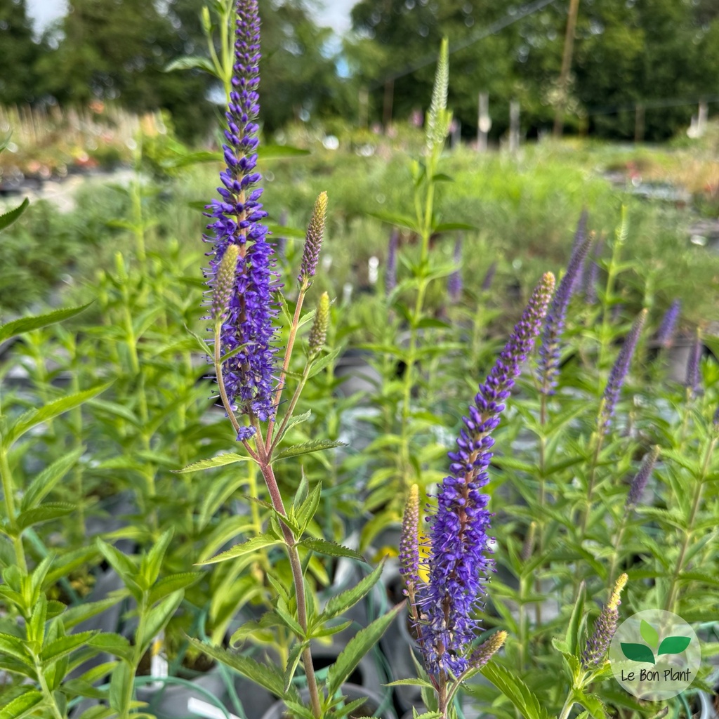 Veronica longifolia, Véronique 'Skyler Blue'