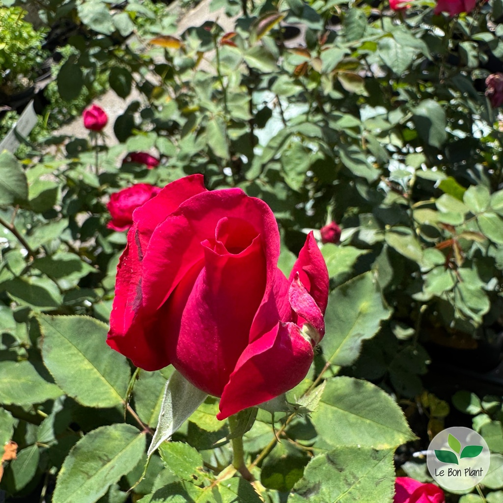 Rosa, Rosier 'Jubilé Papa Meilland'