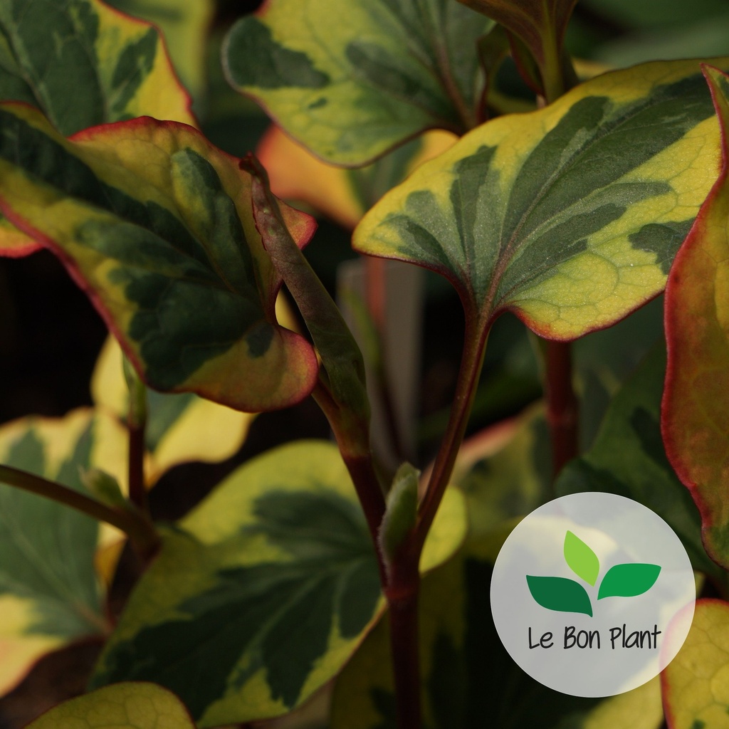 Houttuynia cordata, Poivrier de Chine 'Chameleon'