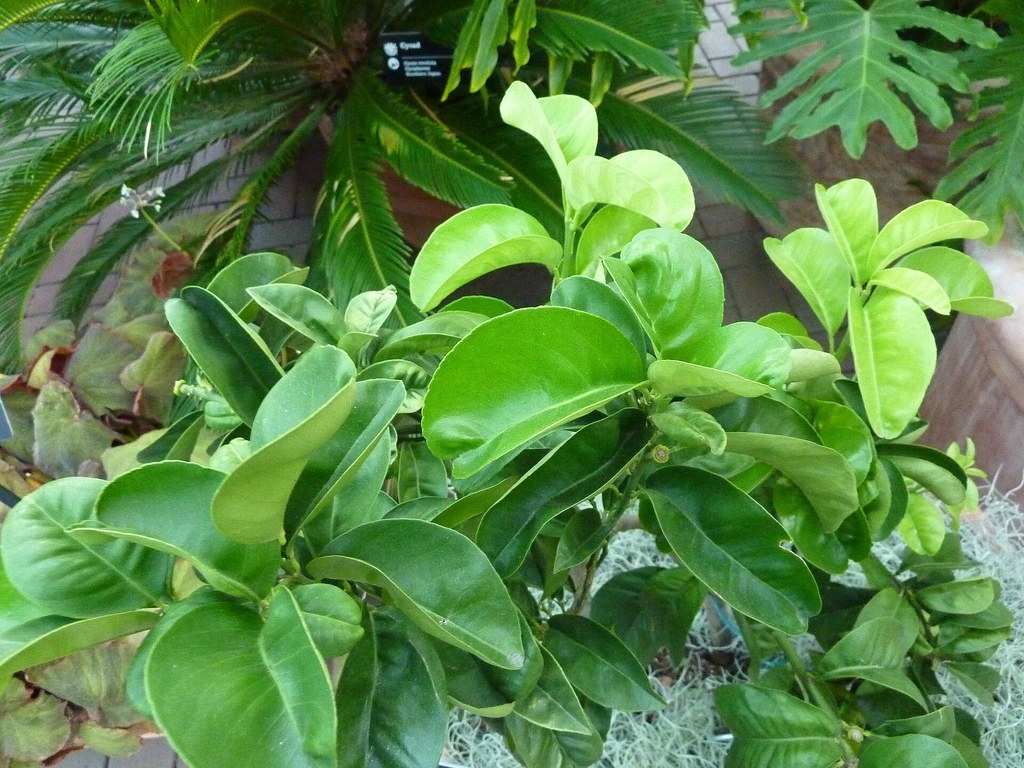 Citrus aurantium, Bigaradier 'Bouquet de Fleurs'