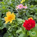 Dahlia x, Dahlia