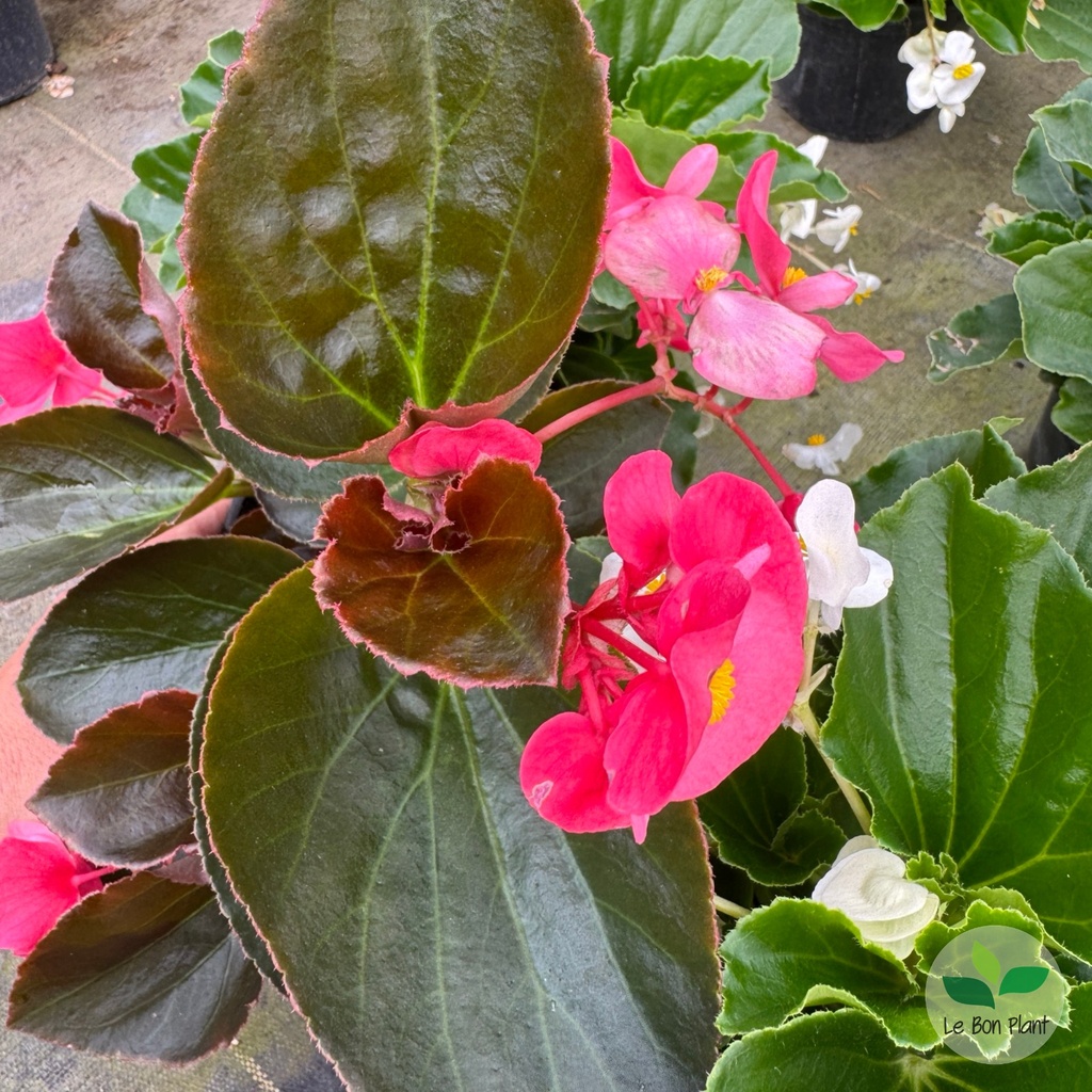 Begonia x, Bégonia